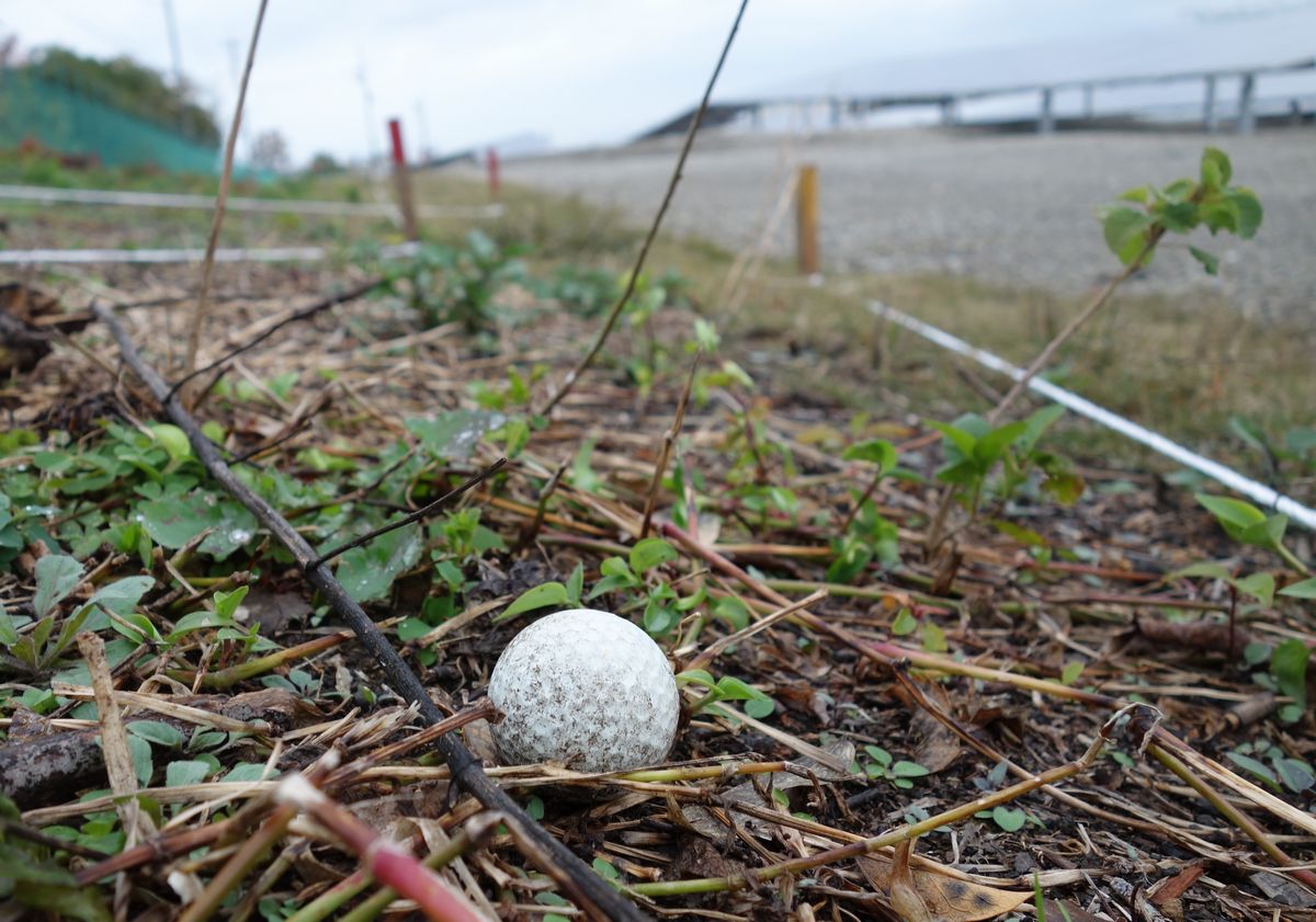 雑草を食べきれず ヒツジを増やしました 明石土山のメガソーラー 探訪 メガソーラービジネス 日経bp