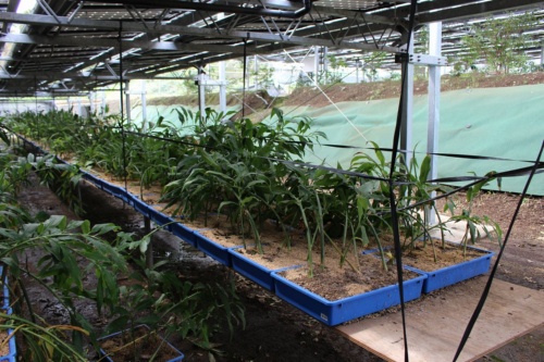 地震に耐え 発電は好調も ミョウガは苦戦 熊本の営農型太陽光 探訪 メガソーラービジネス 日経bp 地震に耐え 発電は好調も ミョウガは苦戦 熊本の営農型太陽光 探訪 メガソーラービジネス 日経bp