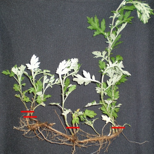 刈り取り で草が増えてしまうのはなぜ 緑地雑草科学研究所に聞く 第7回 後半 特集 メガソーラービジネス 日経bp 刈り取り で草が増えてしまうのはなぜ 緑地雑草科学研究所に聞く 第7回 後半 特集 メガソーラービジネス 日経bp