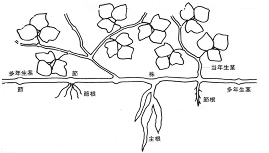 グリーンモンスター クズ に立ち向かうには 緑地雑草科学研究所に聞く 第8回 特別編 メガソーラービジネス