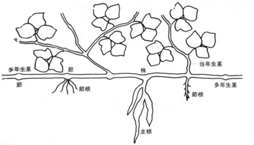 グリーンモンスター クズ に立ち向かうには 緑地雑草科学研究所に聞く 第8回 特別編 メガソーラービジネス