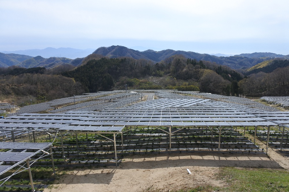 四国最大級の営農型太陽光 パネル下に2万本の シキミ ニュース メガソーラービジネス 日経bp