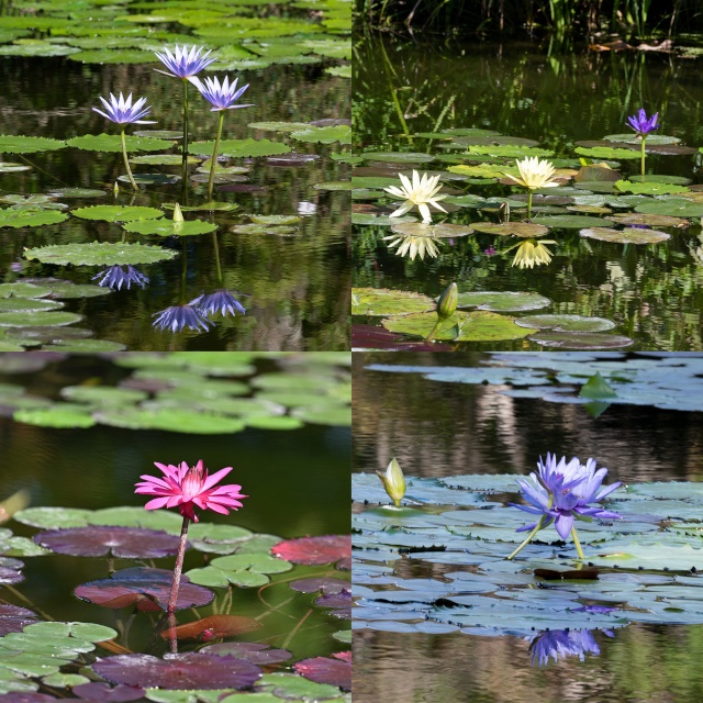 高知に咲く モネが憧れた 青い睡蓮 一歩先への道しるべ ビズボヤージュ 高知に咲く モネが憧れた 青い睡蓮 一歩先への道しるべ ビズボヤージュ
