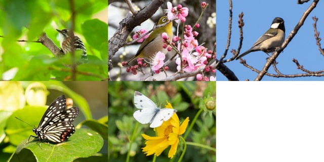 庭に集まる鳥や蝶。上左からコゲラ、メジロ、シジュウカラ。下左からアカボシゴマダラ、モンシロチョウ（撮影：長坂 邦宏）